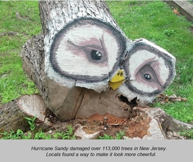 Tree after hurricane