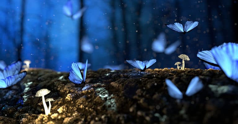 A group of blue butterflies in the forest at night teaches life-changing lessons.