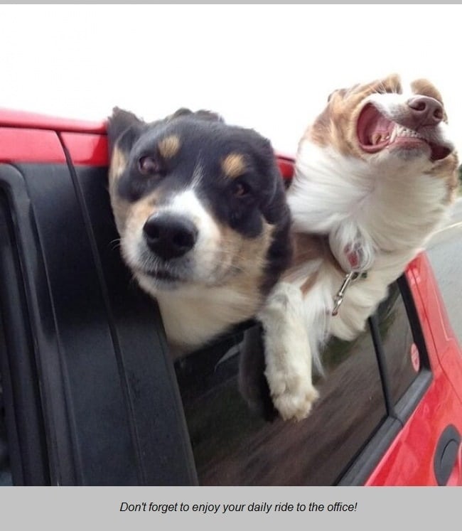 dogs in a car 