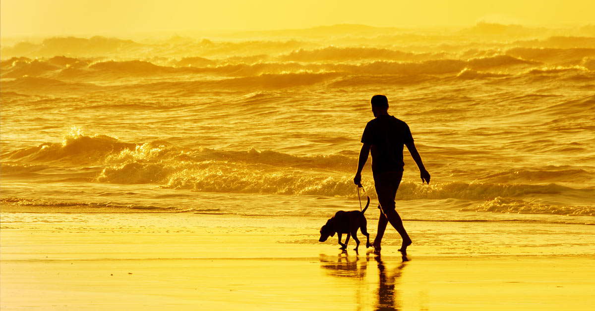 A man walking a dog on a beach at sunset, seeking to find his purpose.