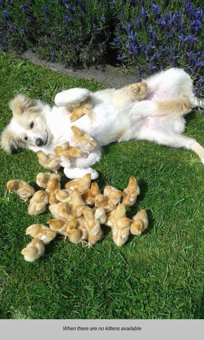 dog with chicks 