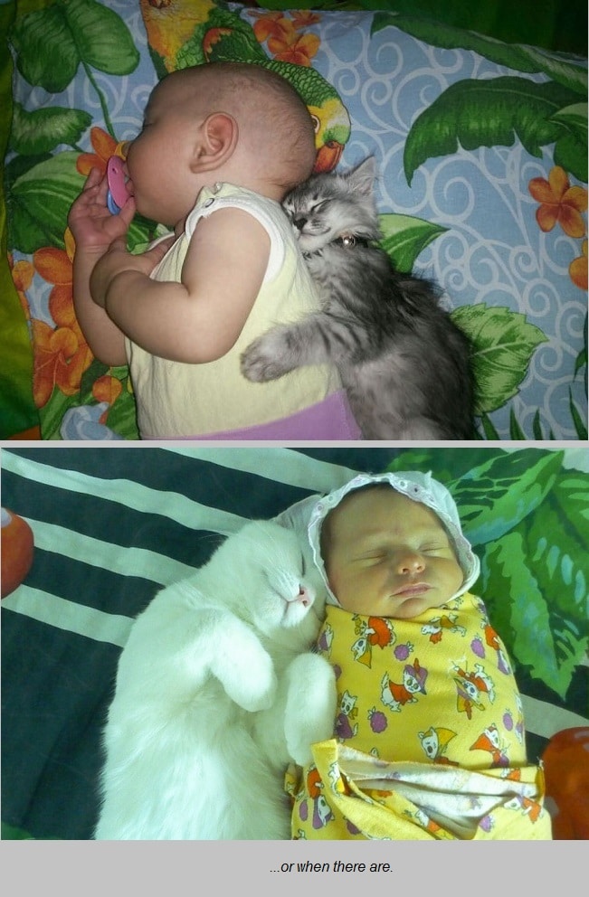 baby and a cat 