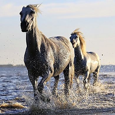 Horse Spirit Animal