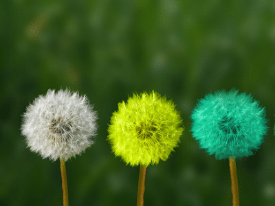 Three dandelion flowers representing personal values in different colors.