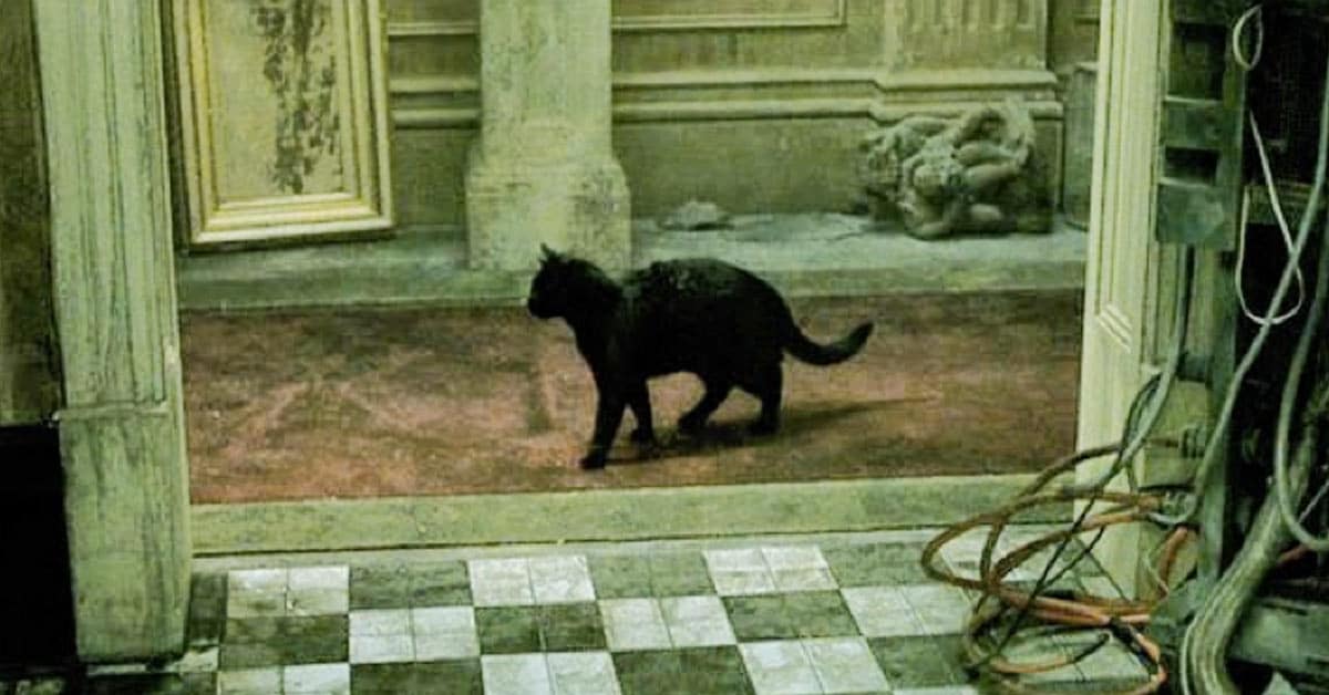 A black cat walking through a doorway, invoking a sense of deja vu.