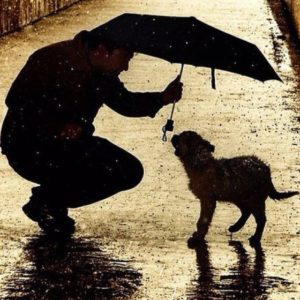 umbrella for a dog